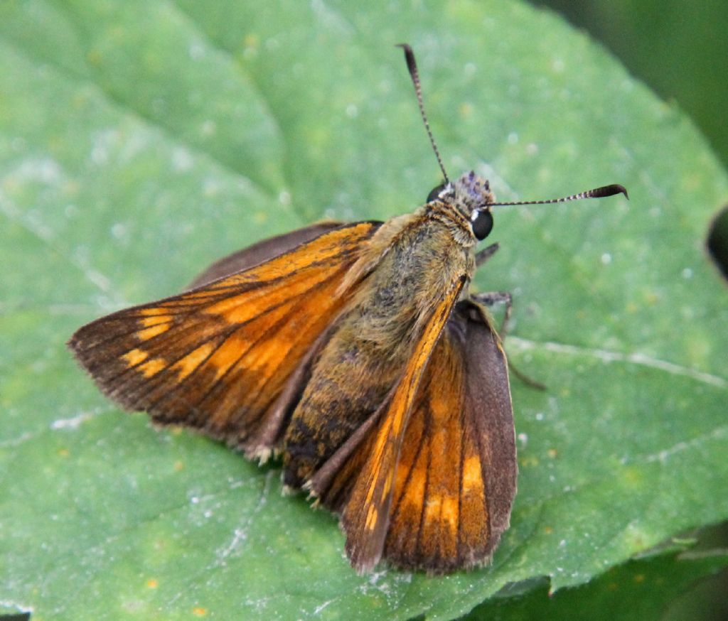 Hesperia comma?